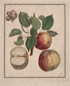 Apple with Leaf and Fruit Blossom, 1768. Creator: Henri Louis Duhamel du Monceau (French, 1700-1782)