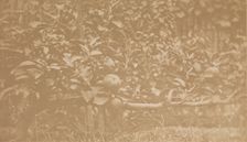 [Apple Tree Branch], ca. 1856. Creator: Unknown