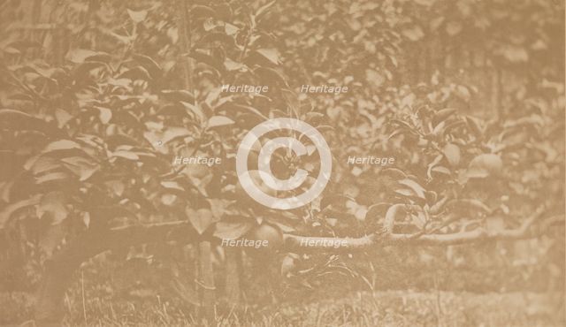 [Apple Tree Branch], ca. 1856. Creator: Unknown.