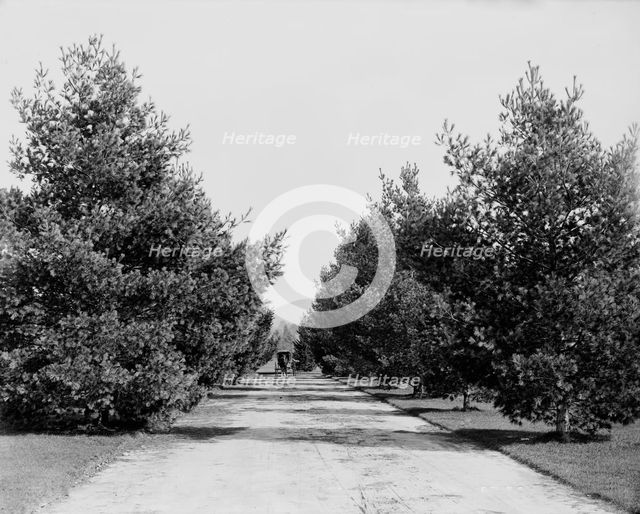 Approach to Forest Hills Hotel, Franconia Village, White Mountains, between 1890 and 1901. Creator: Unknown.