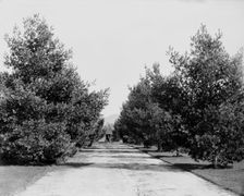 Approach to Forest Hills Hotel, Franconia Village, White Mountains, between 1890 and 1901. Creator: Unknown