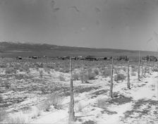 Approach to the town, Widtsoe, Utah, 1936. Creator: Dorothea Lange