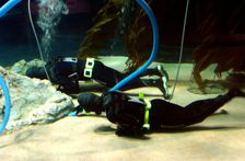 Aquarium cleaners, Loro Parque, Tenerife, Canary Islands, 2007. Creator: Peter Thompson
