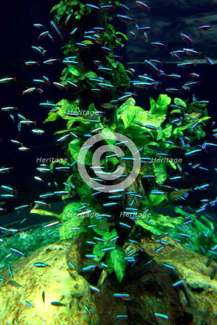 Aquarium, Loro Parque, Tenerife, Canary Islands, 2007. Creator: Peter Thompson.