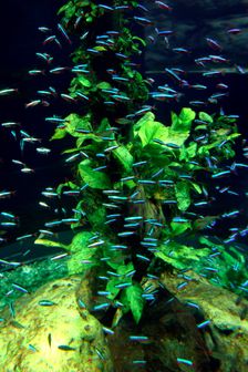 Aquarium, Loro Parque, Tenerife, Canary Islands, 2007. Creator: Peter Thompson