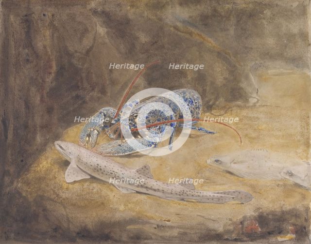 Aquarium with three North Sea fish: lobster, dogfish and plaice, c.1876-c.1924. Creator: Gerrit Willem Dijsselhof.