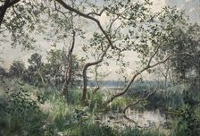 Aquatic Vegetation - Motif from Ostergotland, 1885. Creator: Johan Krouthén