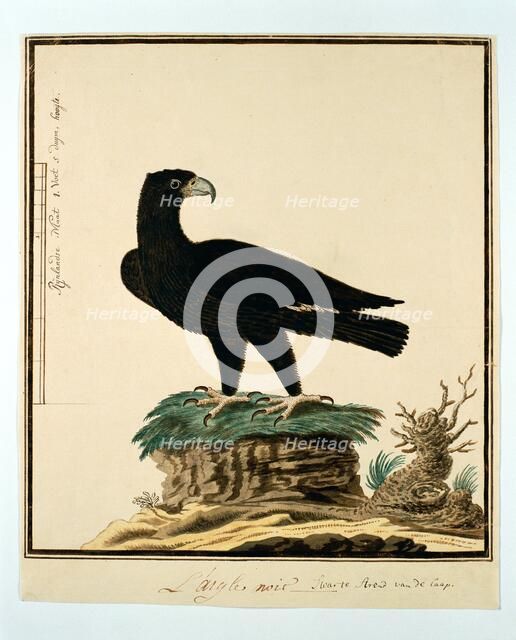Aquila verreauxii (Verreaux's eagle), 1777-1786. Creator: Robert Jacob Gordon.