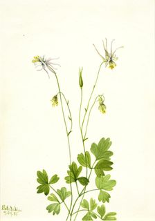 Aquilegia ecalcarata, 1935. Creator: Mary Vaux Walcott