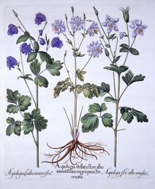 Aquilegia, from Hortus Eystettensis by Basil Besler (1561-1629), pub. 1613 (hand-coloured engravi