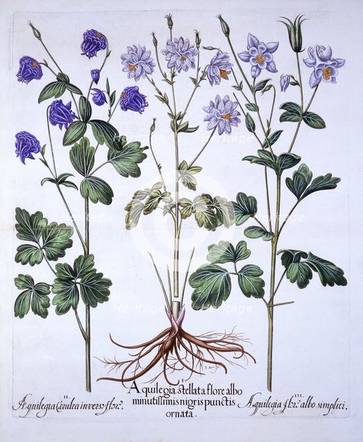 Aquilegia, from 'Hortus Eystettensis', by Basil Besler (1561-1629), pub. 1613 (hand-coloured engravi
