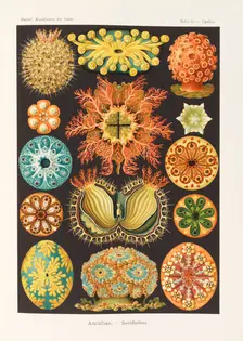 Art forms of nature, 1899-1903. Creator: Haeckel, Ernst (1834-1919)