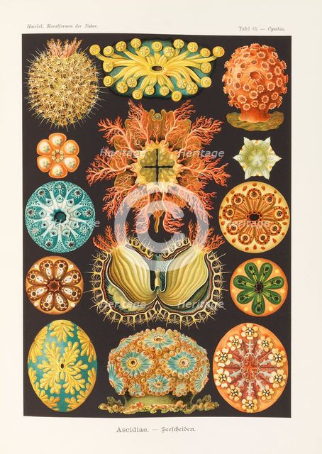 Art forms of nature, 1899-1903. Creator: Haeckel, Ernst (1834-1919).