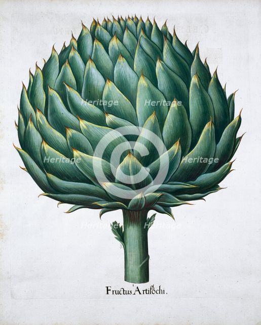 Artichoke, 1613. Creator: Unknown.