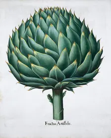 Artichoke, 1613. Creator: Unknown