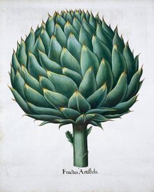 Artichoke, 1613. Creator: Unknown