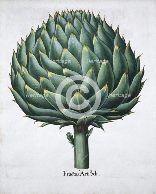 Artichoke, 1613. Artist: Unknown