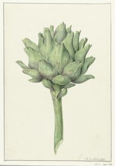Artichoke, 1797. Creator: Jean Bernard