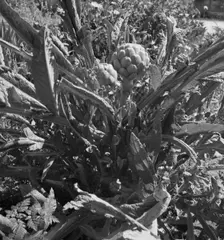 Artichoke, Monterey County, California, 1939. Creator: Dorothea Lange