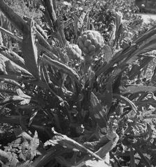 Artichoke, Monterey County, California, 1939. Creator: Dorothea Lange