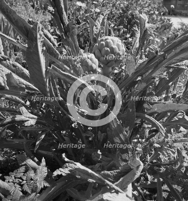 Artichoke, Monterey County, California, 1939. Creator: Dorothea Lange.