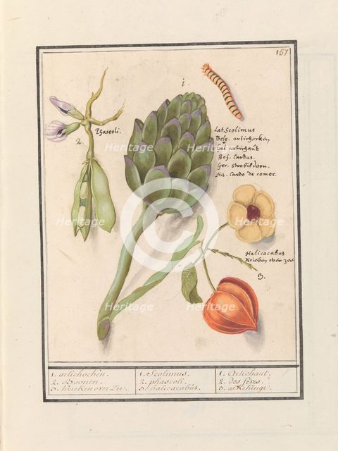 Artichoke (Cynara scolymus), broad beans (Vicia faba) and lantern plant (Physalis), 1596-1610. Creators: Anselmus de Boodt, Elias Verhulst.