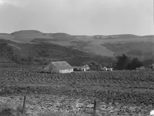 Artichoke ranch, near Half Moon Bay, California, November 14, 1938. Creator: Dorothea Lange