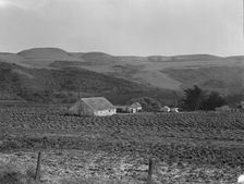 Artichoke ranch, near Half Moon Bay, California, November 14, 1938. Creator: Dorothea Lange
