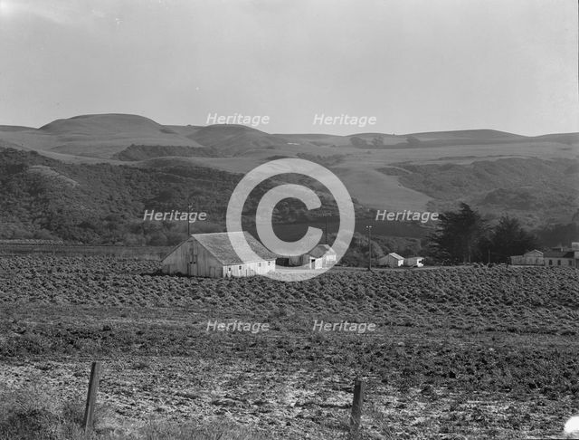 Artichoke ranch, near Half Moon Bay, California, November 14, 1938. Creator: Dorothea Lange.