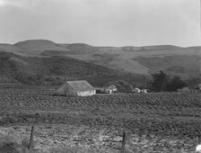 Artichoke ranch, near Half Moon Bay, California, November 14, 1938. Creator: Dorothea Lange