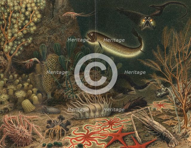 Artist's impression of deep sea scene with luminous fishes, 1903. Creator: Unknown.
