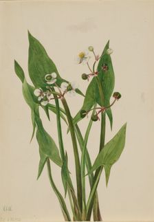 Arum Arrowhead (Sagittaria cuneata), 1923. Creator: Mary Vaux Walcott