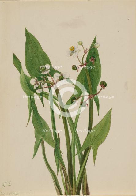 Arum Arrowhead (Sagittaria cuneata), 1923. Creator: Mary Vaux Walcott.
