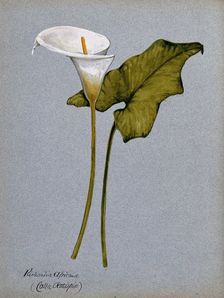 Arum lily (Zantedeschia aethiopica): inflorescence and leaf. Creator: Unknown