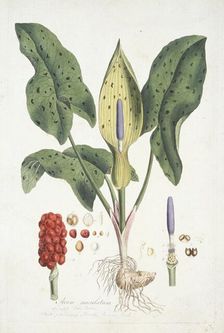 Arum Maculatum (Wild Arum), c1800-1810. Creator: Unknown