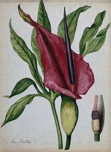 Arum plant (Arum palestinus?): inflorescence, spadix and leaf. Creator: Unknown