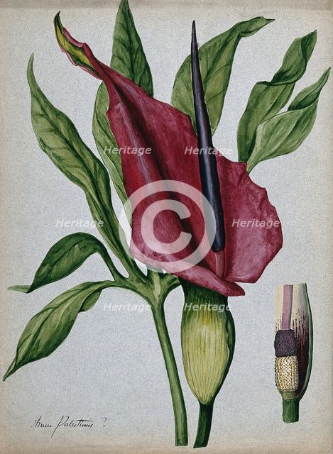 Arum plant (Arum palestinus?): inflorescence, spadix and leaf. Creator: Unknown.