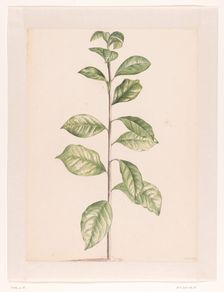 Arab coffee plant, 1668-1729. Creator: Vincent Laurentz van der Vinne I