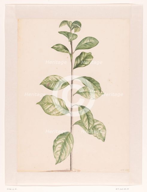 Arab coffee plant, 1668-1729. Creator: Vincent Laurentz van der Vinne I.
