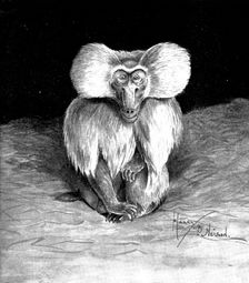 Arabian or Sacred Baboon, recently brought to this country, 1898. Creator: Unknown