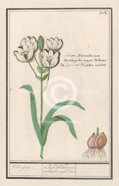 Arabian Star Flower (Ornithogalum arabicum), 1596-1610. Creators: Anselmus de Boodt, Elias Verhulst.