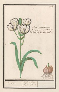 Arabian Star Flower (Ornithogalum arabicum), 1596-1610. Creators: Anselmus de Boodt, Elias Verhulst