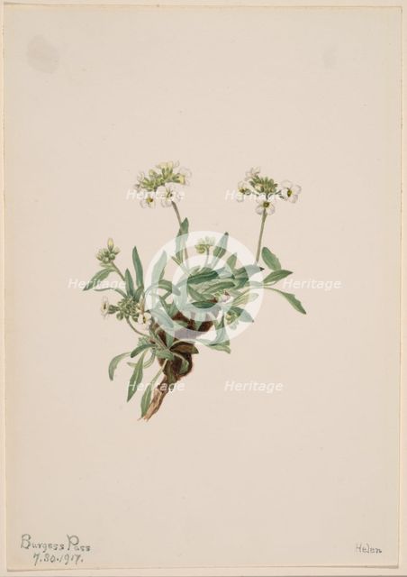 Arabis drummondii, 1917. Creator: Mary Vaux Walcott.