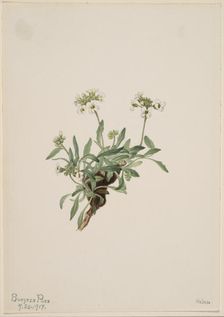 Arabis drummondii, 1917. Creator: Mary Vaux Walcott