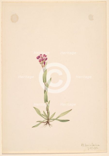 Arabis lyallii, 1916. Creator: Mary Vaux Walcott.