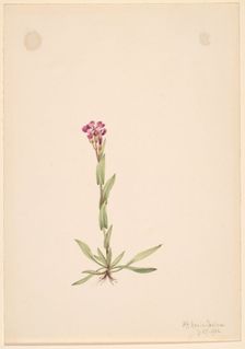 Arabis lyallii, 1916. Creator: Mary Vaux Walcott
