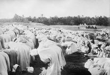 Arabs at prayer in desert, between c1910 and c1915. Creator: Bain News Service