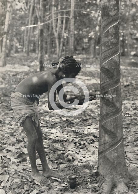 'Arbeiter beim Anschneiden eines Gummibaumes (Spiralschnitt ist unwirtschaftlich und wird nicht mehr Artist: Unknown.