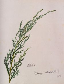 Arbor-vitae (Thuja dolabrata): branch with leaves, c1900. Creator: S Kawano