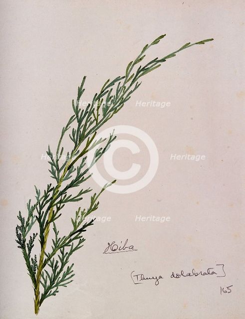 Arbor-vitae (Thuja dolabrata): branch with leaves, c1900. Creator: S Kawano.
